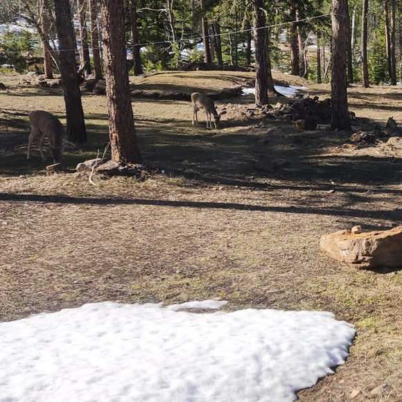 Meet your Posher, Carolyn - Picture 3 of 6